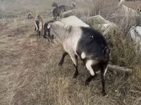 बकरा, Alpine goat — फ़ोटो 2