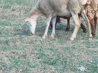 Sheep, Sheep — photo 2