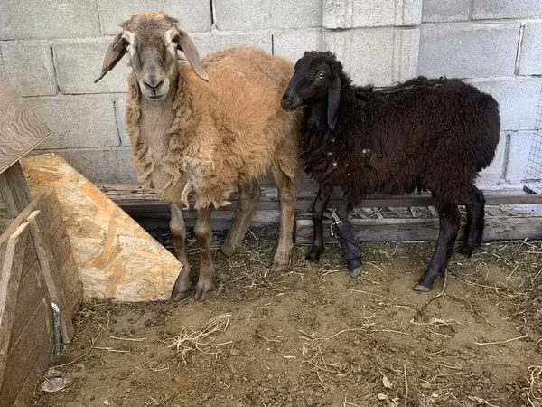 公羊, Small-tailed Han sheep