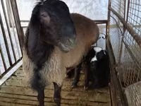 Carnero, Blackheaded Persian sheep — foto 1
