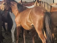 Caballo, Kazakh horse — foto 2