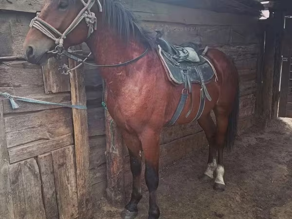 Hengst, Pferde