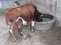 Toro, Swiss cattle — foto 3