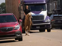 公马, Quarter Horse — 照片 4