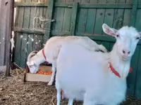 عنزة, Saanen goat — الصورة 4