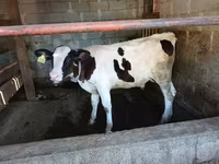 ثور, Swiss cattle — الصورة 3