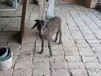 Ram, Arabi sheep — photo 2