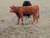 Vaca, Ukrainian grey cattle — foto 1