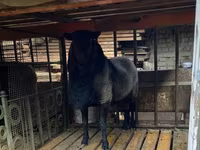 Widder, Romanov sheep — Foto 3