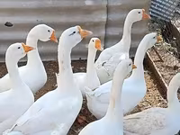 ليندا — الصورة 2