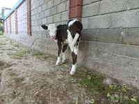 Cow, Simmental cattle — photo 6