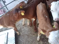 Bull, Cattle — photo 2