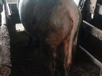 ثور, Russian Black pied cattle — الصورة 2