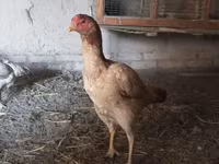 Chickens — Foto 5