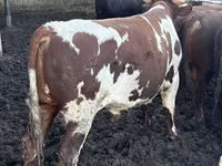 Toro, Simmental cattle — foto 8