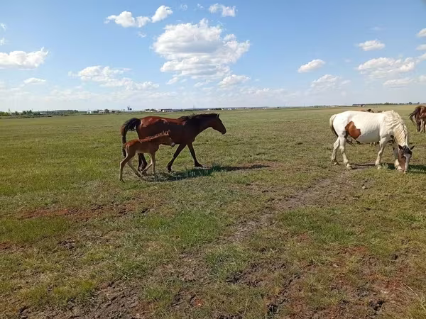 Mare, Kinsky horse