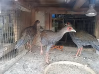 Gris Perla — foto 1