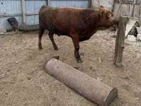 Bull, Cattle — photo 1