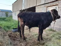 Toro, Simmental cattle — foto 2