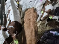 सांड, Simmental cattle — फ़ोटो 1