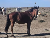 Caballo, Kazakh horse — foto 1