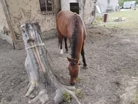 Horse (M), Karachay horse — photo 3