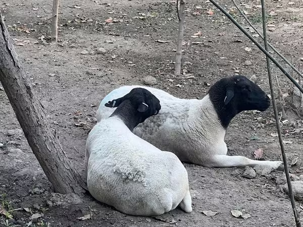 Овца, Дорпер овца