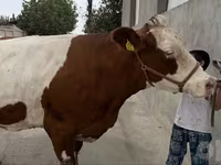 Kuh, Simmental cattle — Foto 6