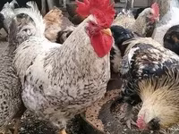 Leghorn — photo 4