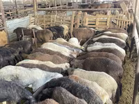 Schaf, Krasnoyarsk sheep — Foto 3