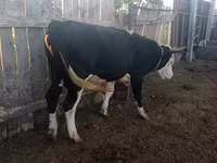 Bull, Russian Black pied cattle — photo 2