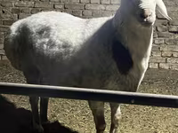 Ram, Afghan Arabi sheep — photo 1