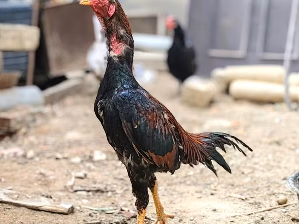 जापानीज़ बैंटम