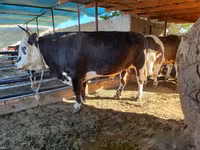 Bull, Kazakh White-headed cow — photo 6