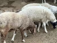أغنام (دفعة، الجنس غير محدد), الأغنام — الصورة 1