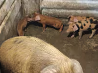 Schweine (Partie, Geschlecht nicht angegeben), Дюрок — Foto 3