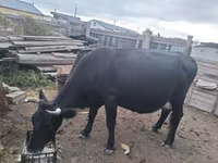 Vaca, Ganado vacuno — foto 2