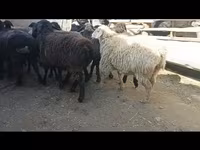 نعجة, Hissar sheep — الصورة 4