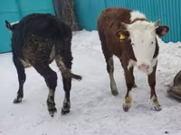 Kuh, Simmental cattle — Foto 2