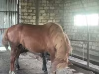 Horse (M), Kustanai horse — photo 4