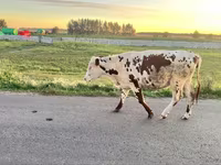 Vaca, Russian Black pied cattle — foto 1