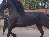 母马, Friesian — 照片 1