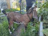Ziege, Beetal goats — Foto 1