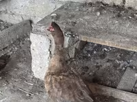Домашняя мушка — фото 3