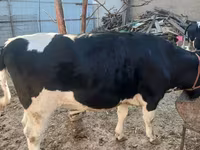 牛只（批次，未指定性别）, Russian Black pied cattle — 照片 3