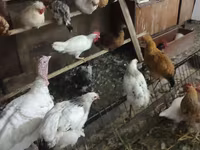 Leghorn — Foto 2