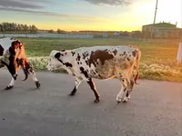 Vaca, Russian Black pied cattle — foto 2