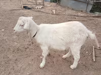 Ziege, Saanen goat — Foto 1