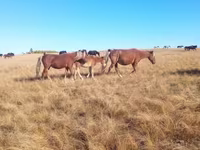 فرس, Horse breed — الصورة 1