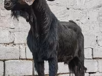 Billy Goat, Anatolian Black goats — photo 3